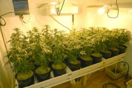 marijuana_grow_stock