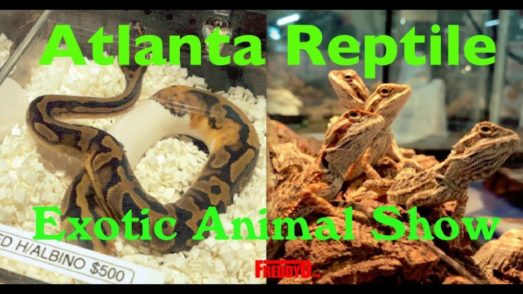 Atlanta Reptile and Exotic Animal Show Snakes Spiders &&nbsp;More