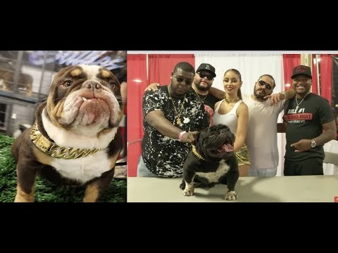 $MILLION DOLLAR DOGS! Exotic Bull Dog Show BY T.E.B.A. HOSTED BY&nbsp;MYA